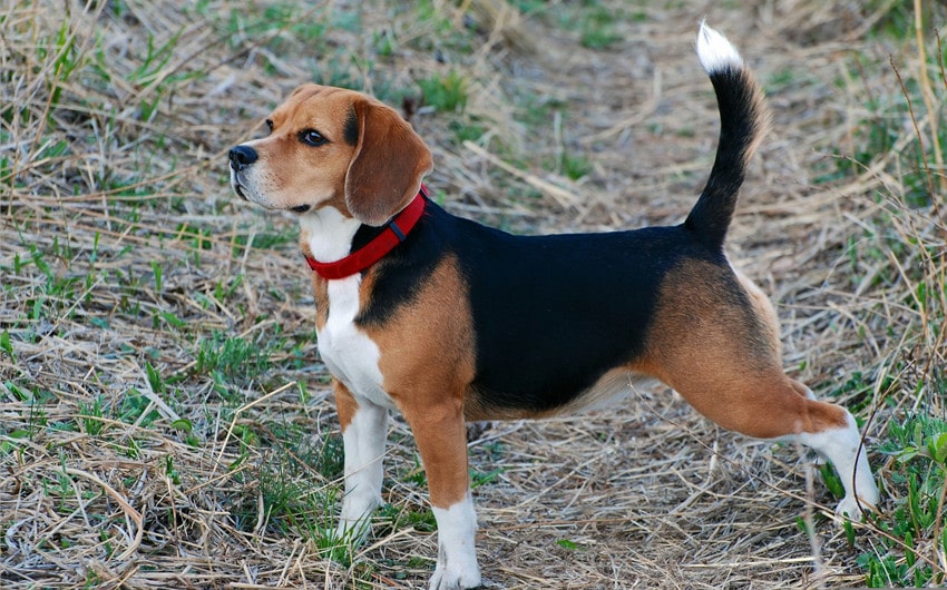 Beagle