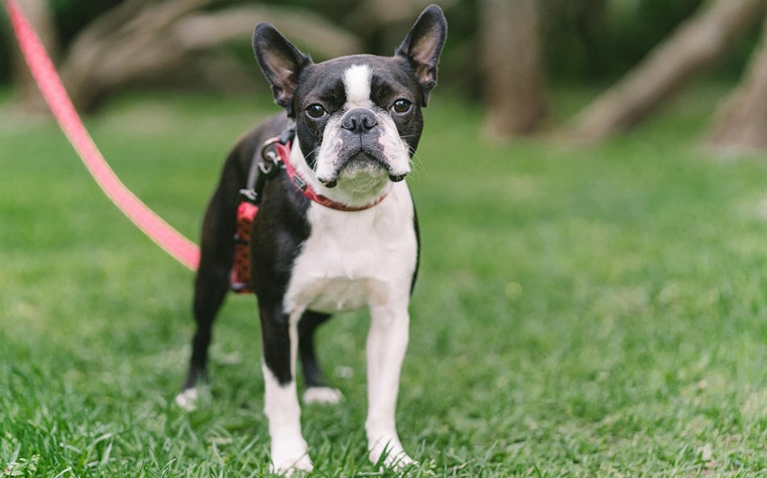 Boston Terrier