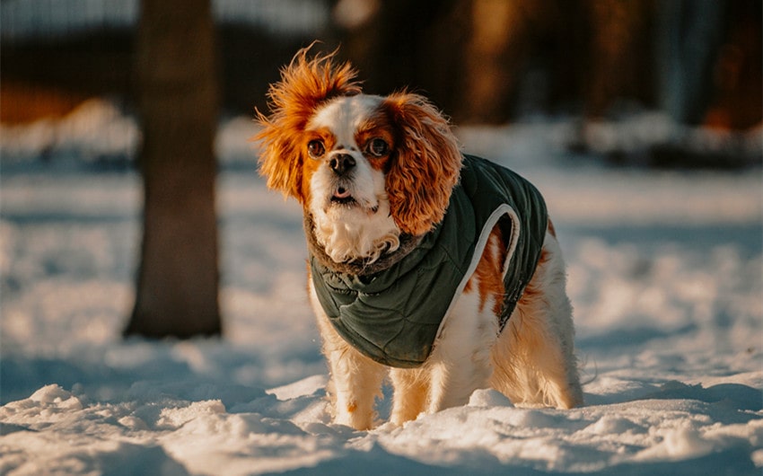 Cavalier King Charles Spaniel