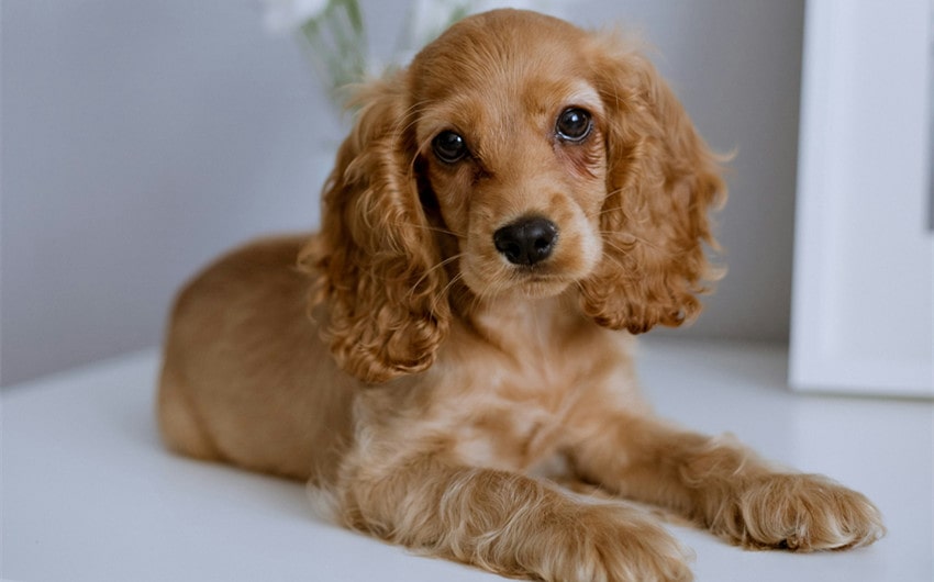 Cocker Spaniel