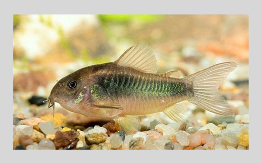 Corydoras Catfish