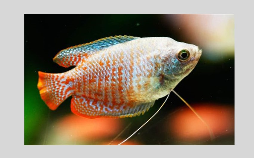 Dwarf Gouramis