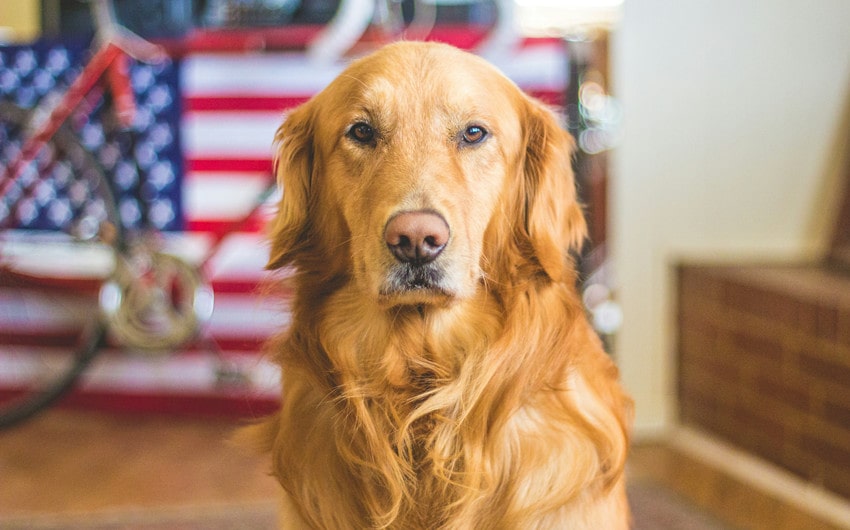 Golden Retriever