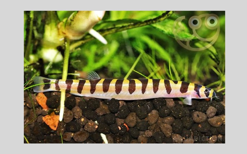 Kuhli Loaches