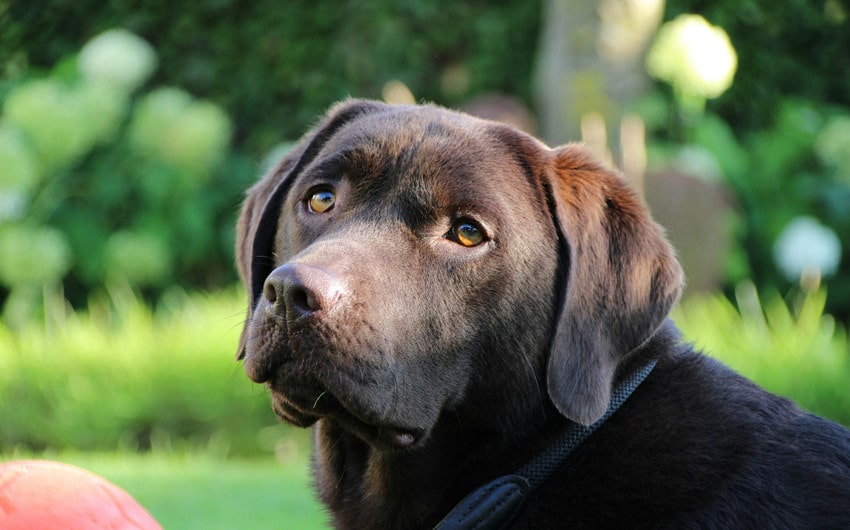 Labrador Retriever