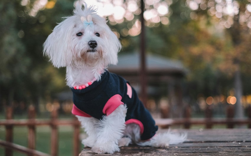 Maltese