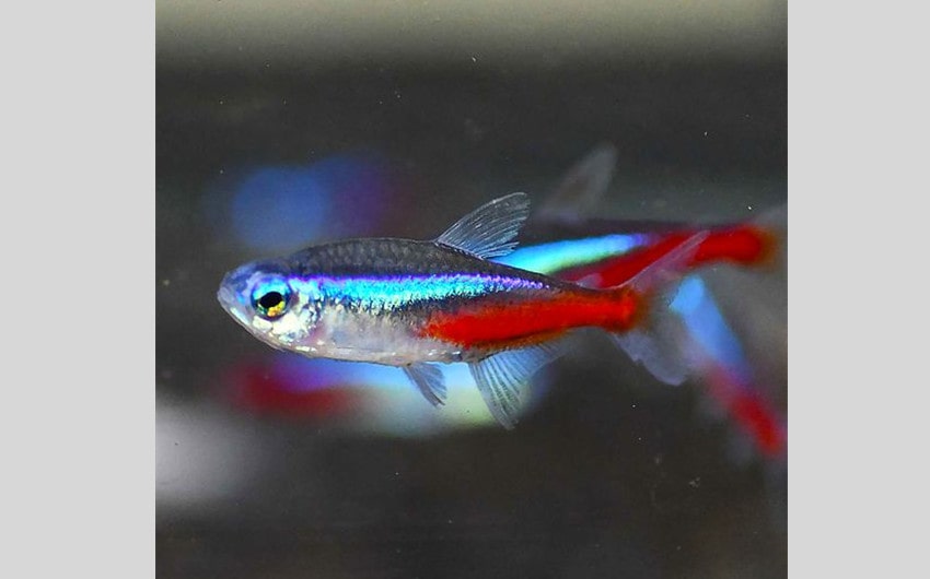 Neon Tetras