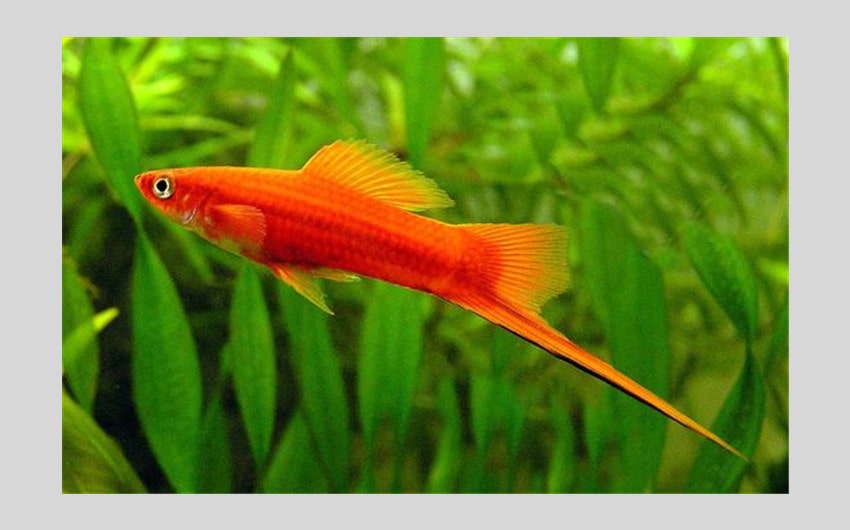 Swordtails