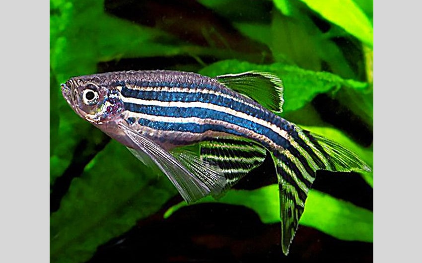 Zebra Danios