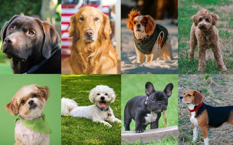 15 Best Dogs for First-Time Owners to Consider