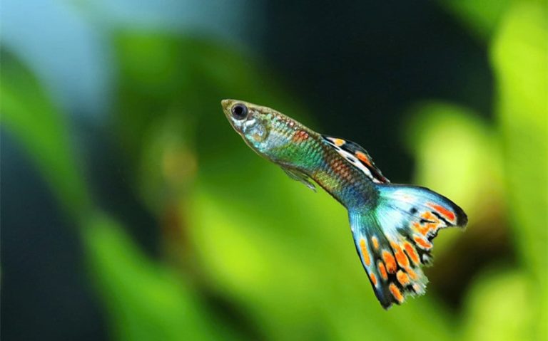 What Fish Can Live with Guppies: 11 Perfect Tank Mates