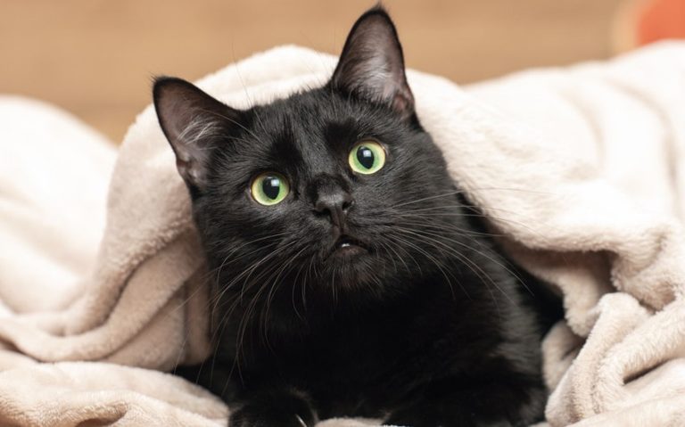 213 Best Black Cat Names That Capture Their Mysterious Charm