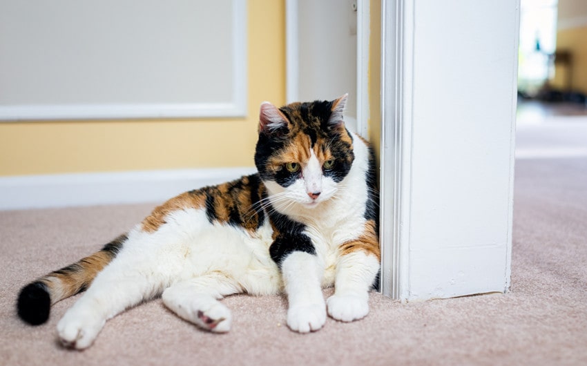 calico cat names