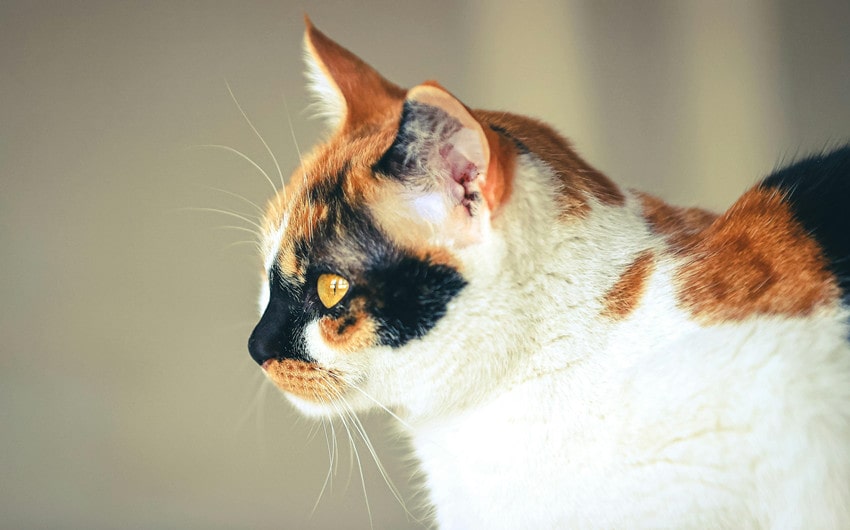 calico cat names