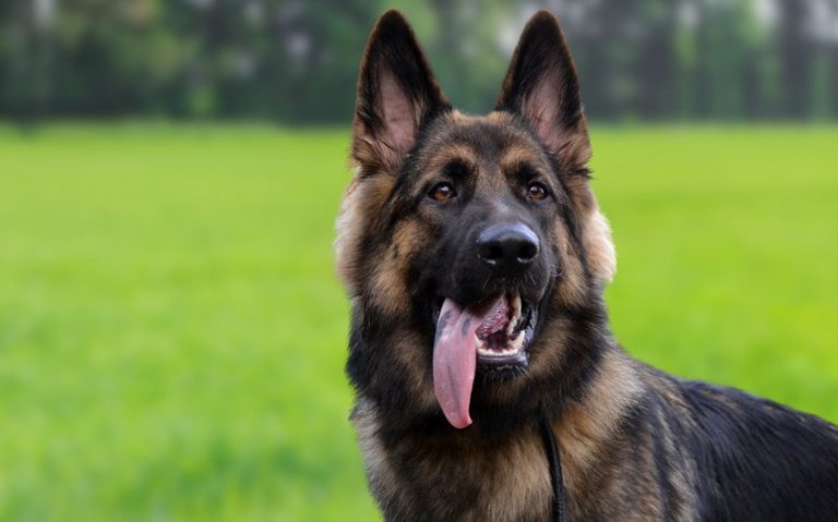 269 German Shepherd Names That Stand Out for Your Noble Dog