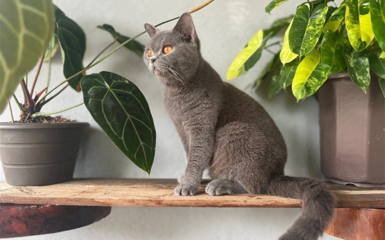 233 Best Grey Cat Names for Your Elegant Feline Friend