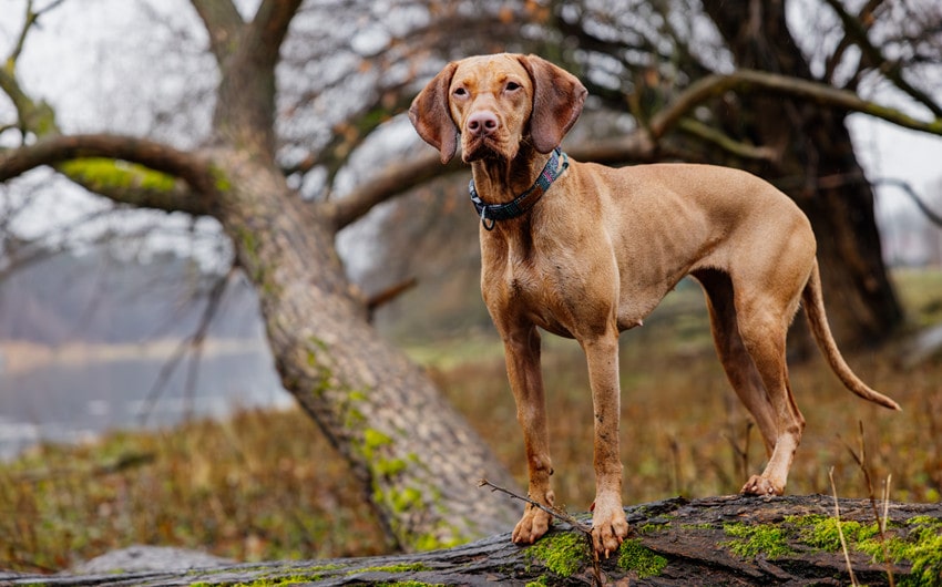 hunting dog names