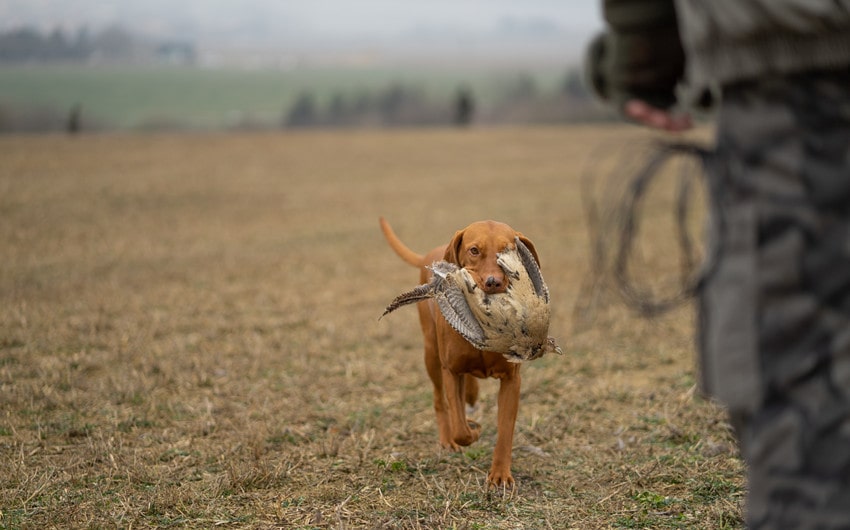 hunting dog names