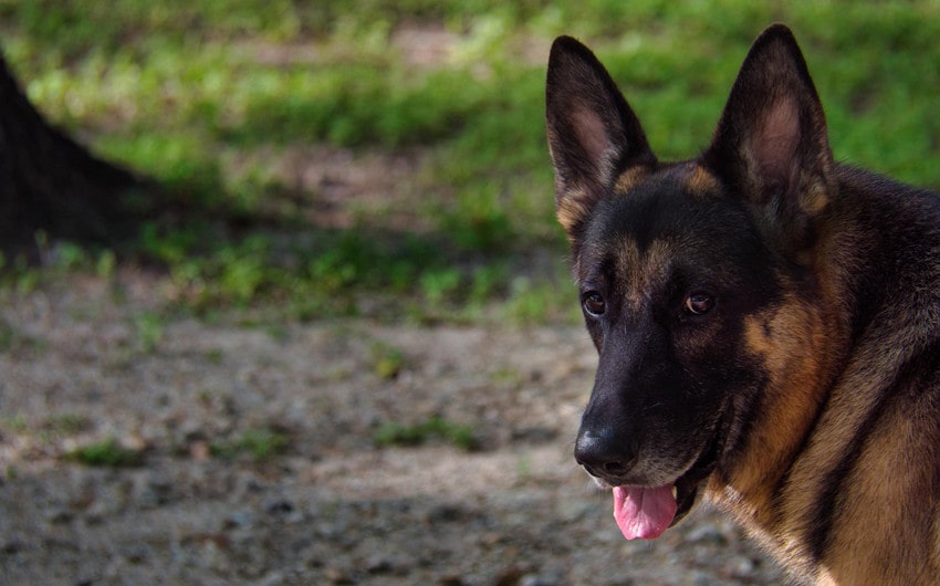 strong male dog names