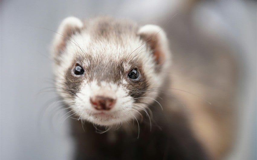 Cute and Adorable Ferret Names