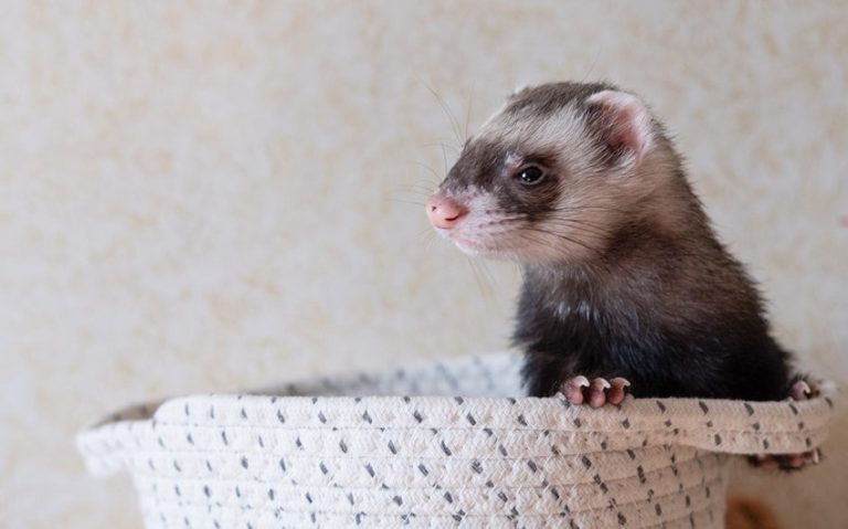 233 Adorable and Creative Ferret Names for Your Playful Pet