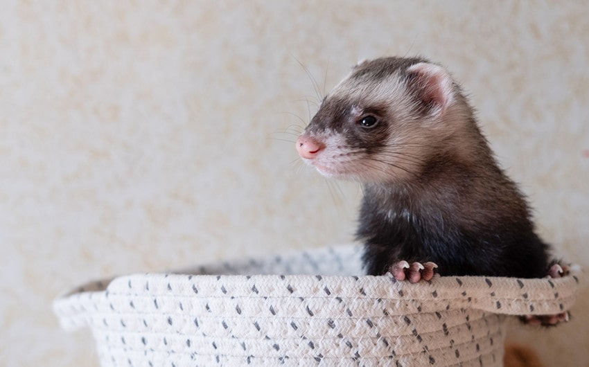 ferret names