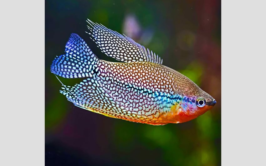 colorful freshwater fish