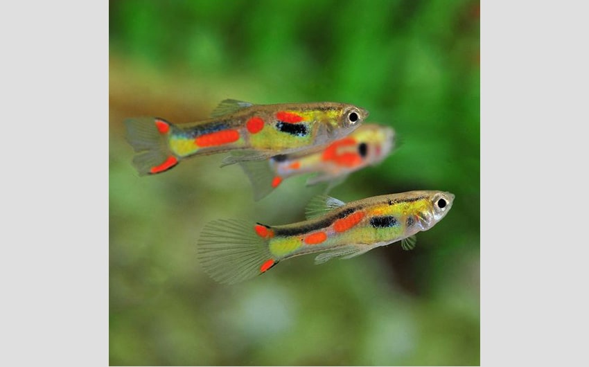 colorful freshwater fish