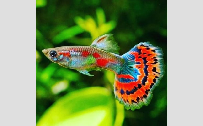 colorful freshwater fish