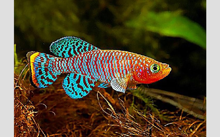 colorful freshwater fish