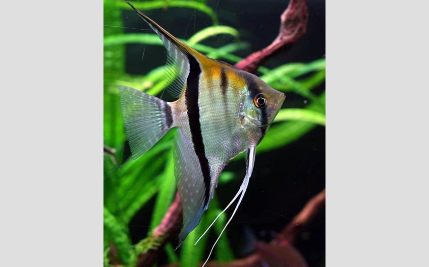 colorful freshwater fish