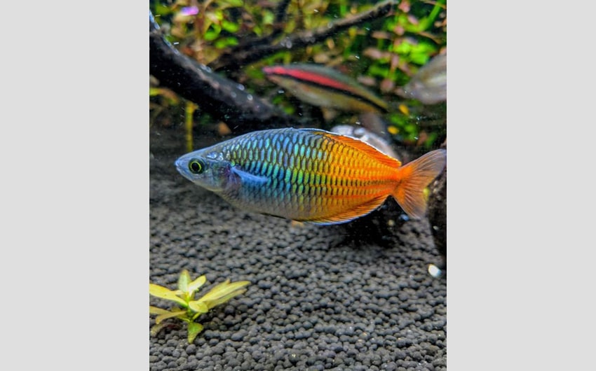 colorful freshwater fish