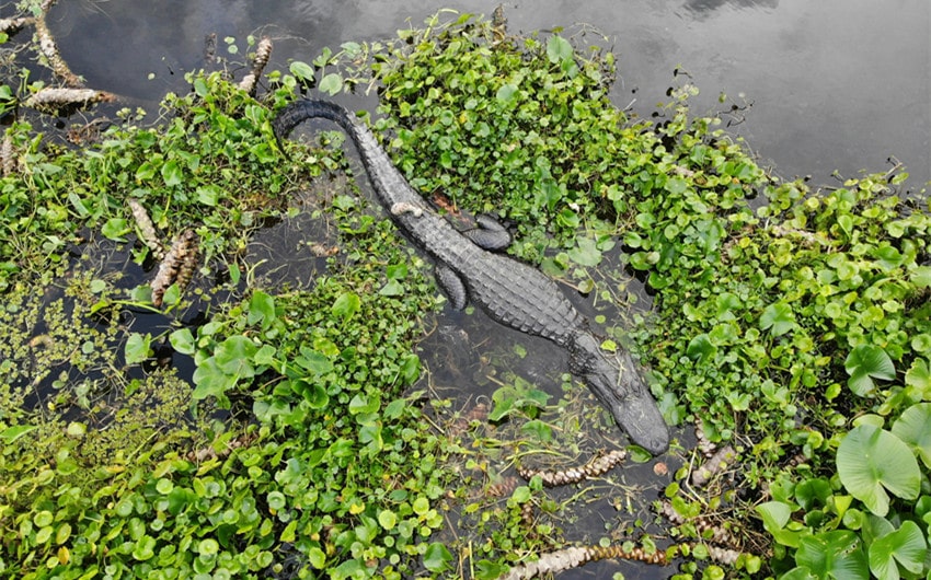 Alligator