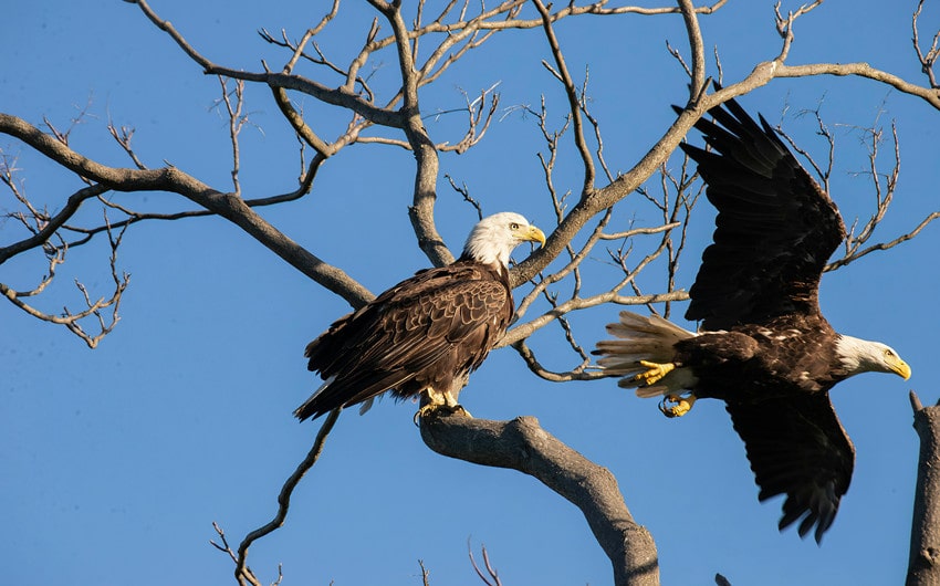 Bald Eagles