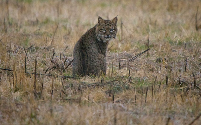 Bobcats