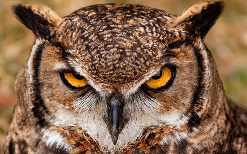 Horned Owls