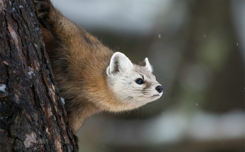 Marten