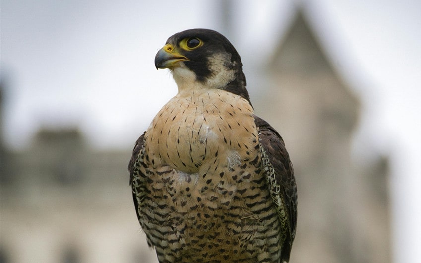 Peregrine Falcon