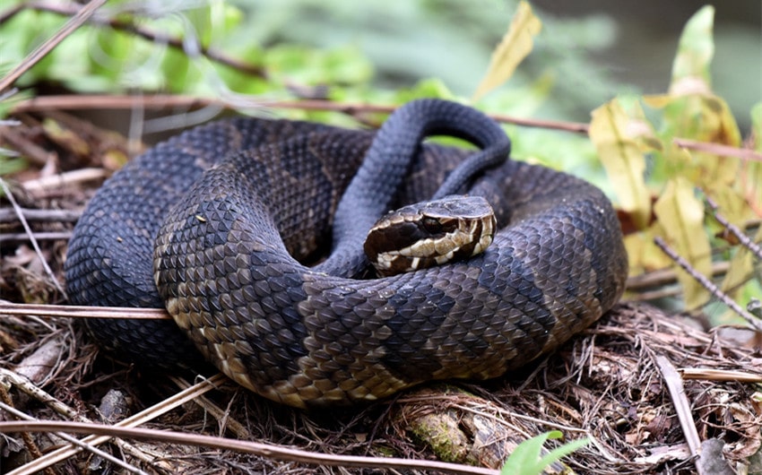 Water Moccasin