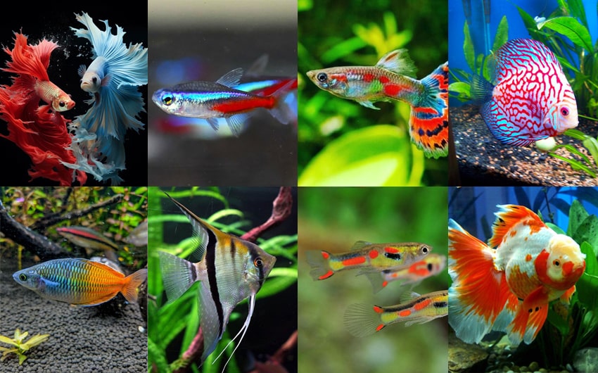 colorful freshwater fish