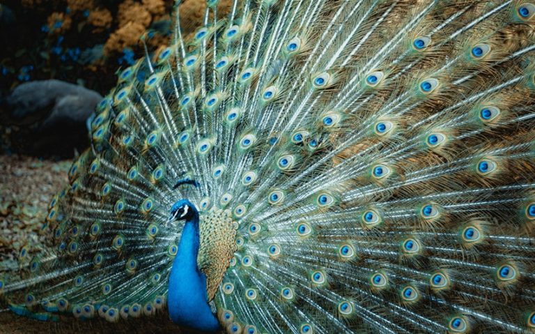 What Do Peacocks Eat? A Complete Guide to Their Diet