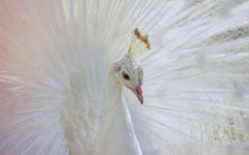 what do peacocks eat