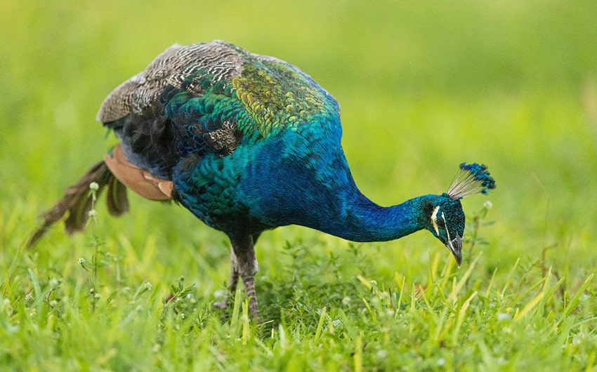 what do peacocks eat