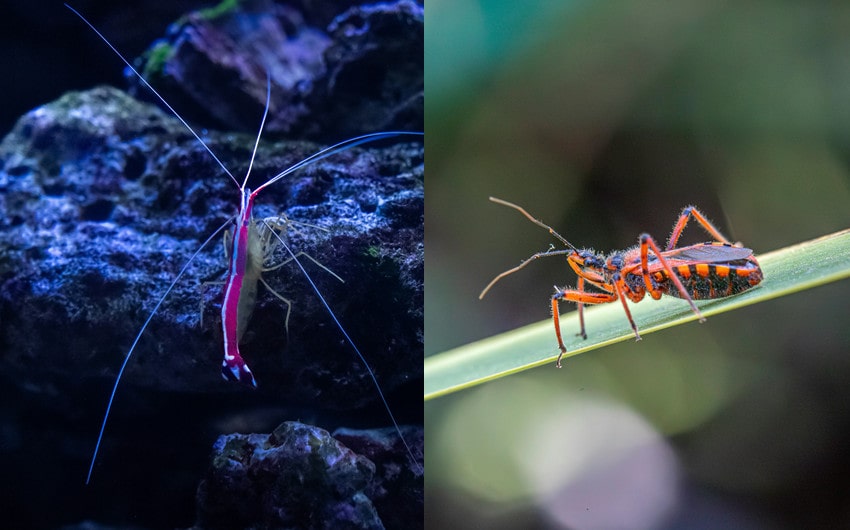 Key Differences Between Shrimps and Insects