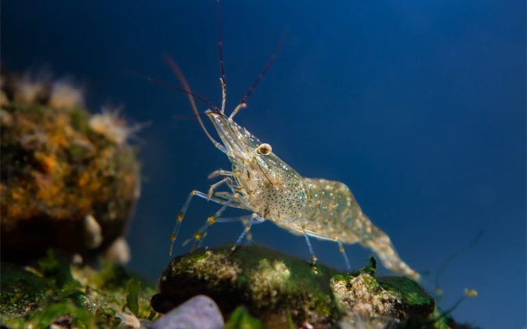 Are Shrimps Bugs: 5 Differences Between Shrimps and Insects