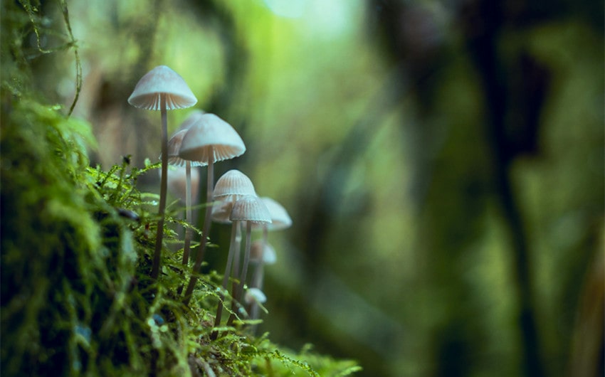 Quotes About Mushrooms and Sustainability